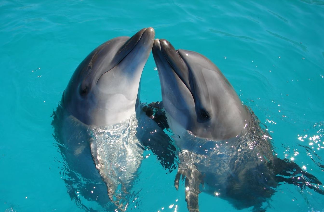 CVM studentled study shows bottlenose dolphins maintain family bonds